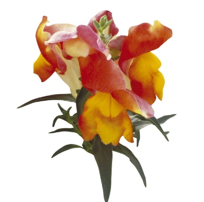 Picture of Antirrhinum - Floral Showers Apricot Bicolour F1